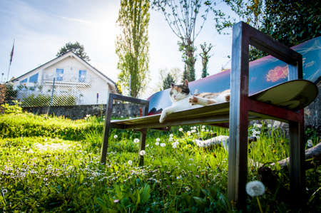A cat laying on DIY surfing board in the garden.の写真素材