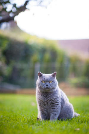 A cat is sitting in the gardenの写真素材