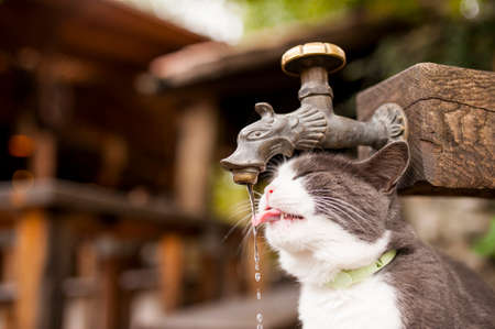A cat is drinking from water tap.の写真素材