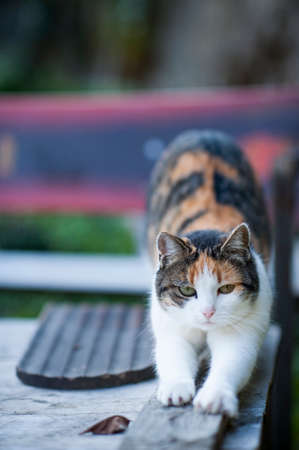 A cat stretching herself on the garden tableの写真素材