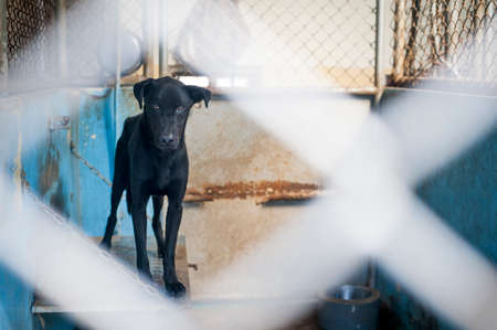 An insecure dog in the shelterの写真素材