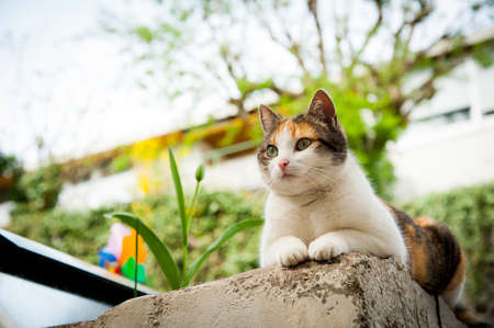 A cat is waiting to playの写真素材