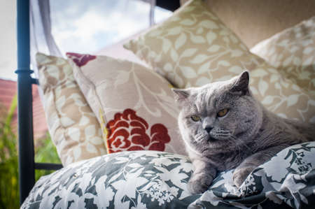 A cat sitting on the canopy bedの写真素材