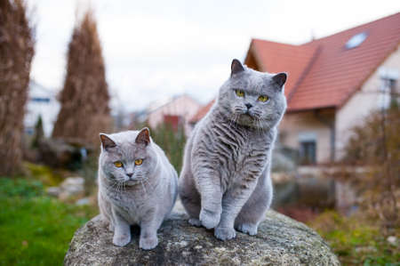 Two cats playing in the gardenの写真素材