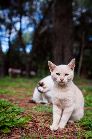 Stray kittens sitting in the forestの写真素材