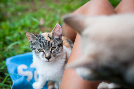 Picnicing with two cute kittensの写真素材