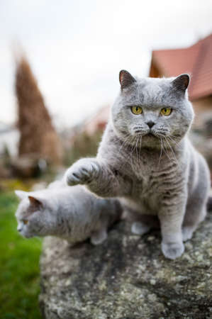 Two cats hanging around in the gardenの写真素材