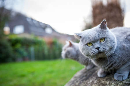 Two cats hanging around in the gardenの写真素材