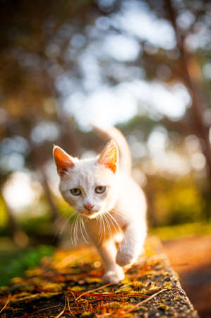 A white stray cat is running for hope.の写真素材