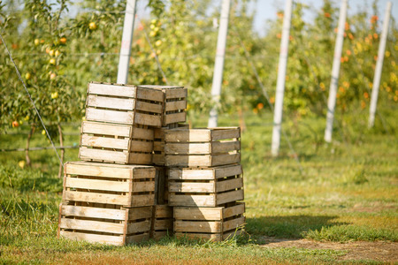 Empty wooden boxes, harvesting in an apple-tree garden.の写真素材