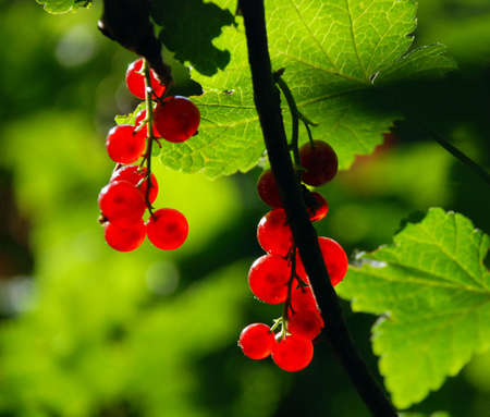 Red currant ripe berries in natural environment