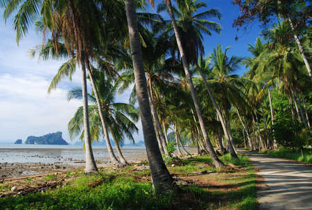 Idylic bay of a tropical island with coconut palms. Thailand, Ko Yaoの写真素材