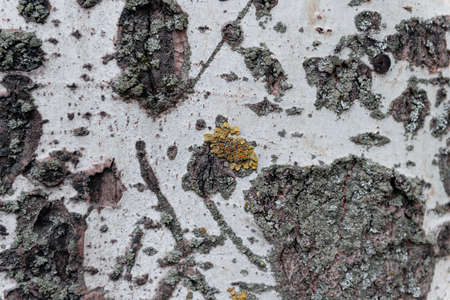 Wooden texture with scratches and cracksの写真素材