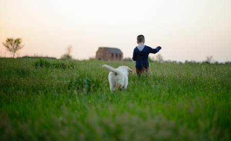 Small boy and cute dog on a fieldの写真素材