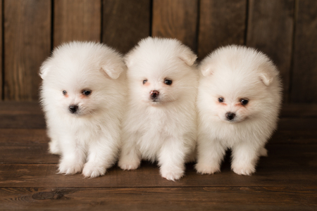 Little Pomeranian spitz-dogpuppy.It can be used as a backgroundの写真素材