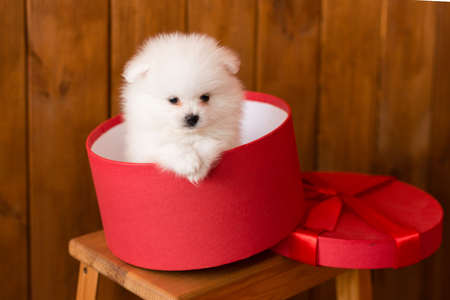 Little Pomeranian spitz-dogpuppy.It can be used as a backgroundの写真素材