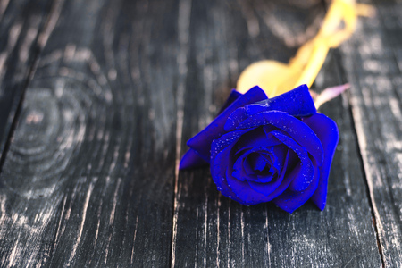 Beautiful rose on a wooden black background. It can be used as a backgroundの写真素材