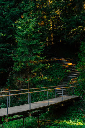 Nature, spring, wood, river. Forest track. It can be used as a backgroundの写真素材