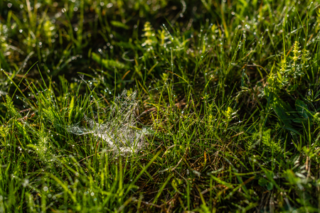 Background of green grass with soft focus. Drops of dew on a green grassの写真素材