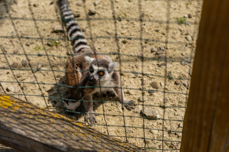 Ring-tailed lemur catta. Single Lemur staring directly at cameraの写真素材