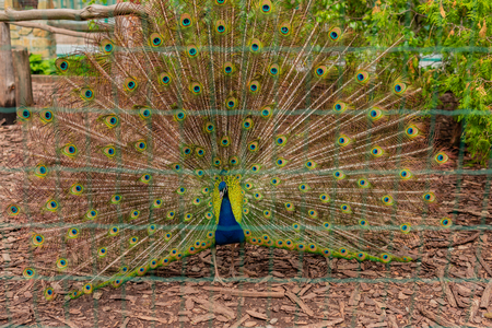 Portrait of beautiful peacock with feathers out. Peacock with fanned tail