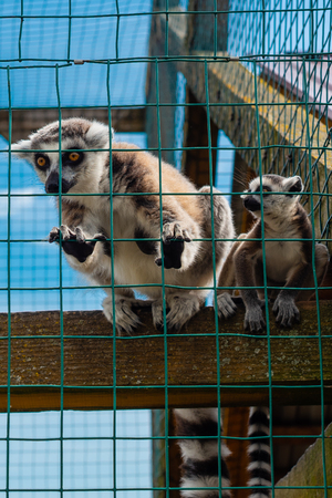Ring-tailed lemur catta. Single Lemur staring directly at camera