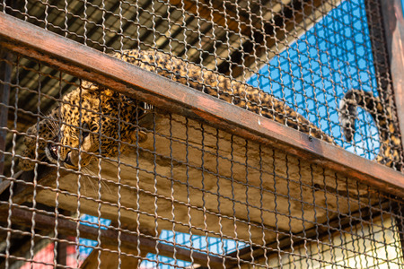 Panthera pardus, Portrait of the Indian leopard, in a zoo in the open-air cage on the topの写真素材