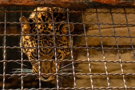 Panthera pardus, Portrait of the Indian leopard, in a zoo in the open-air cage on the topの写真素材