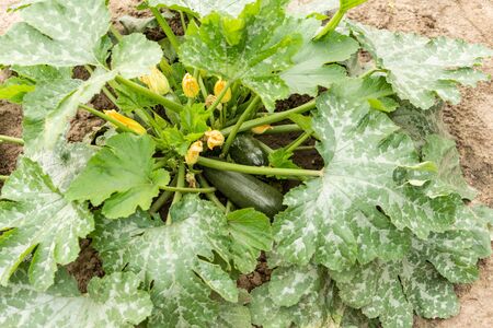 Green vegetable marrow growing on bush. Zucchini plant.  Zucchini flower.の写真素材