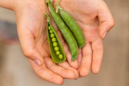 Boy holding fresh green pea pods in hands outdoors. Healthy food concept. Handful of green peasの写真素材