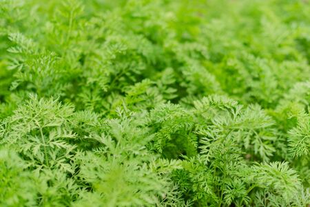 Young carrots growing in ecological garden. Beautiful green garden plants.