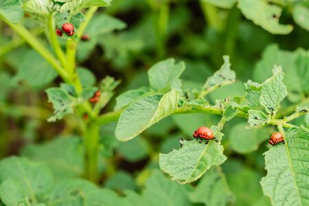 Close-up Colorado potato beetle and larvae on the green leaves of potatoes in the garden sunlightの写真素材