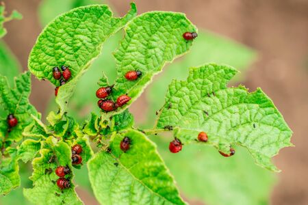Close-up Colorado potato beetle and larvae on the green leaves of potatoes in the garden sunlightの写真素材