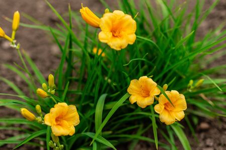 Beautiful bush of yellow colors in a summer gardenの写真素材