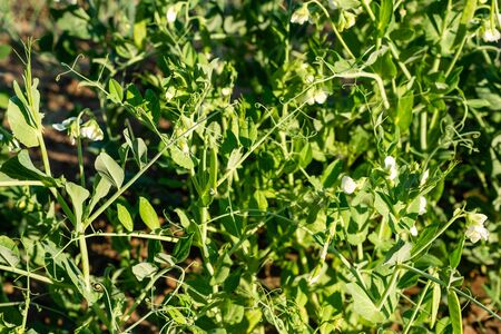 The pods of the green peas in the garden