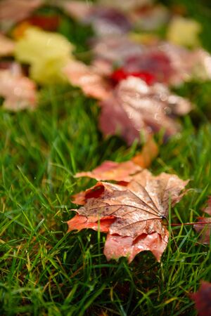Autumn maple leave on grass closeup. Blurred background. Sunny day in the parkの写真素材