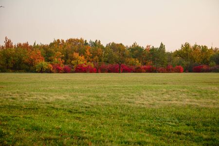 Beautiful autumn landscape with yellow trees and sun. Colorful foliage in the park. Falling leaves...
