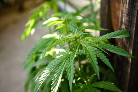 Young marijuana leaves on cannabis cultivation plantation. Wild marijuana at the home siteの写真素材