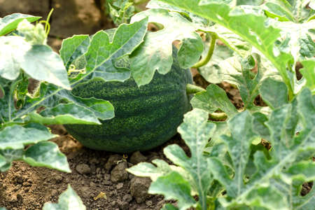 Green bright bush leaves and watermelon fruits on the homestead on a warm summer day