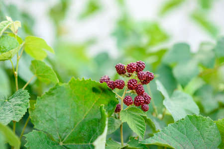 Branch of blackberries in the garden on a green background