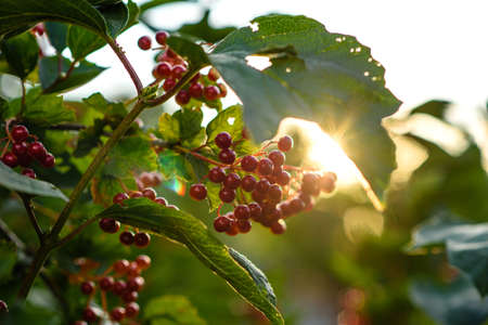 Red berries of viburnum on a bush in the forest