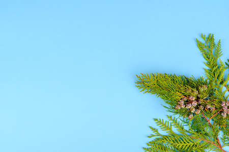 Christmas tree branch with copy space for text or designの写真素材