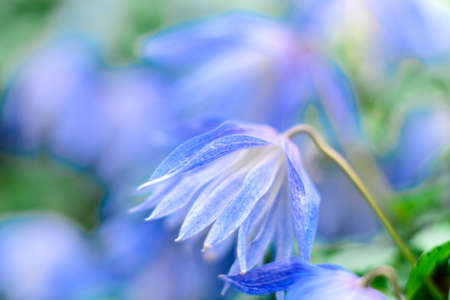 Beautiful blue flowers against the background of green plants in the summer garden. Summer background, plants and flowersの写真素材