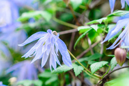 Beautiful blue flowers against the background of green plants in the summer garden. Summer background, plants and flowersの写真素材