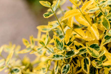 Beautiful yellow plants in the garden on a warm summer day. Summer backgroundの写真素材