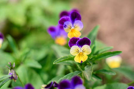 Beautiful blue flowers in the summer garden against the background of green plants. Summer backgroundの写真素材