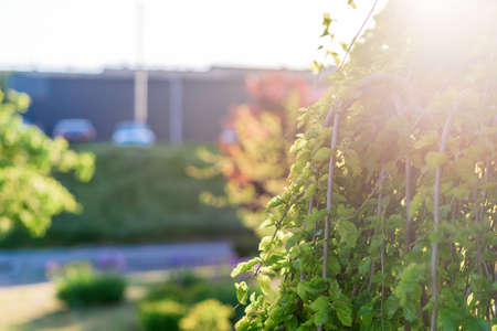 Beautiful green plants in the garden on a warm summer day. Summer background