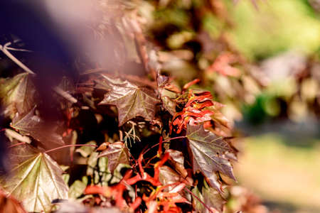 Beautiful leaves of red maple in the summer garden against the background of green plants. Summer backgroundの写真素材