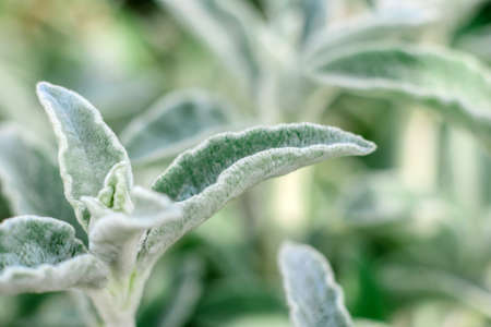 Beautiful green plants in the garden on a warm summer day. Summer background