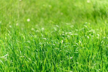 Beautiful green plants in the garden on a warm summer day. Summer backgroundの写真素材